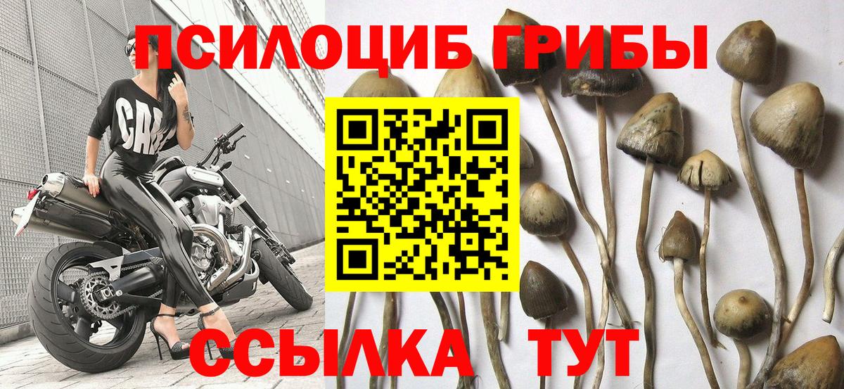 Новоалександровск  Галлюциногенные грибы мухоморы  Вход с VPN  Псилоцибиновые грибы GOLDEN TEACHER 